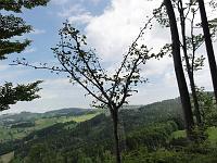  28. Mai 2012 - Pfingsmontag bei Samules Ginkgo